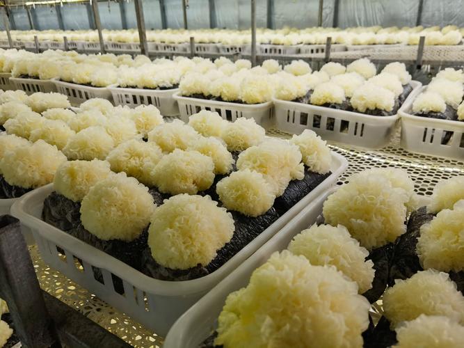 小菌菇做成大产业 太康县水润君赵食用菌基地的电商助农新路