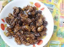 非正常美食系统,非正常美食系统的奇幻之旅