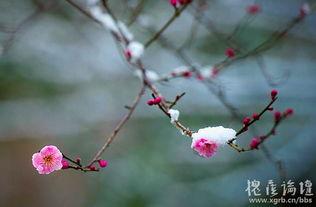 凌寒独自开,逆境中的坚韧与辉煌