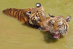 两只老虎,友谊与成长的传奇故事