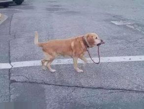 冷漠老公成了悲伤小狗